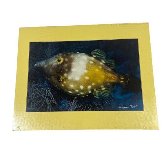 White Spotted Filefish Honduras Ocean 8x10 Matted Photo 11x14 Signed By Artist - Picture 1 of 3